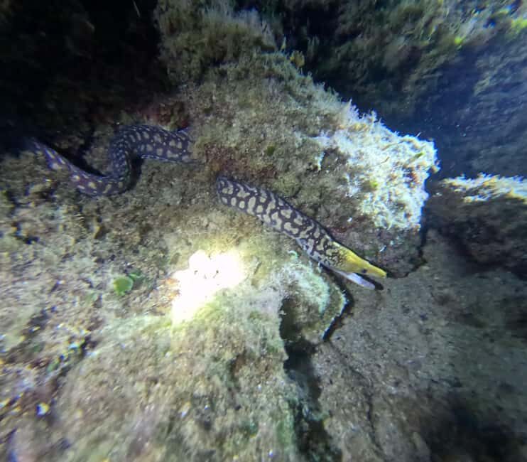 Chania Scuba Diving | Night Dive | Certified Divers - Good To Know