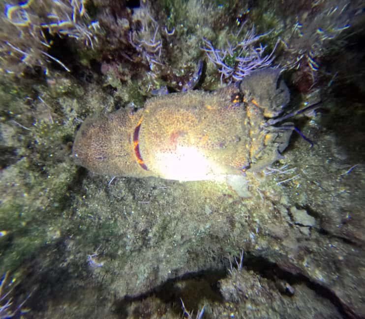 Chania Scuba Diving | Night Dive | Certified Divers - The Itinerary in Detail