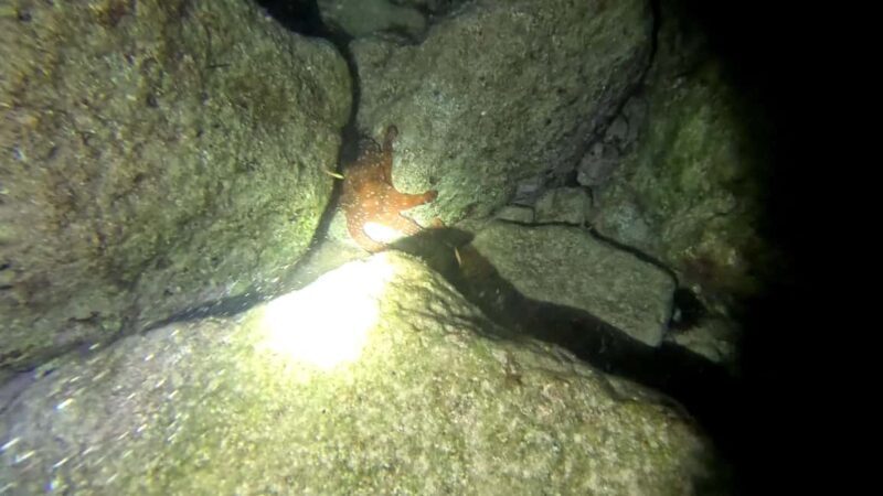 Chania Scuba Diving | Night Dive | Certified Divers - Why This Experience Offers Great Value