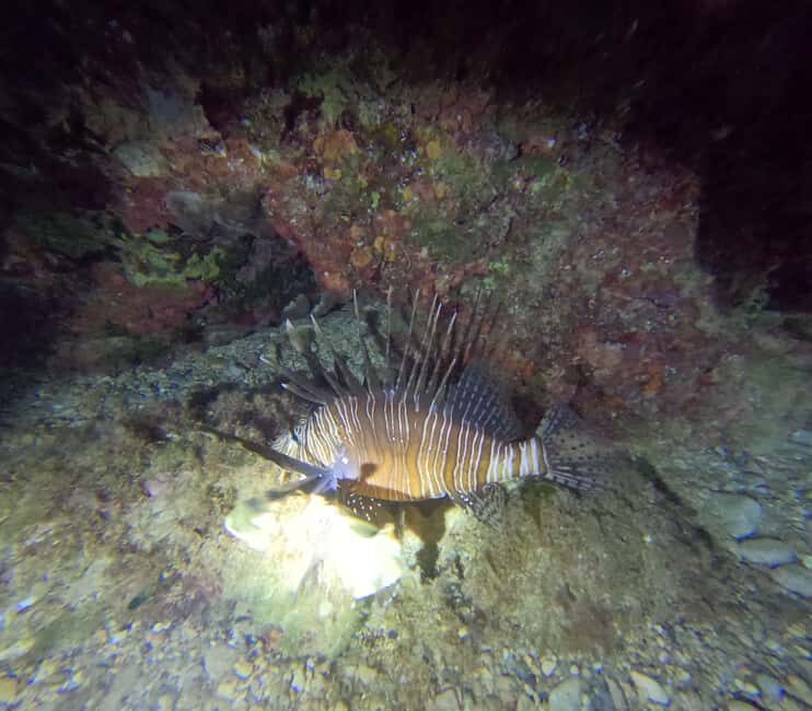 Chania Scuba Diving | Night Dive | Certified Divers - FAQ