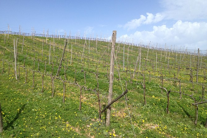Chania Shore Excursion Vineyard and Winery Tour Half Day - Vineyard and Winery Experience