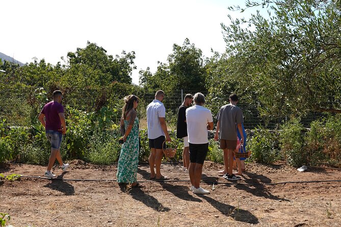 Chania Sourdough Bread Baking Class Olive Oil Tasting - Olive Oil Tasting