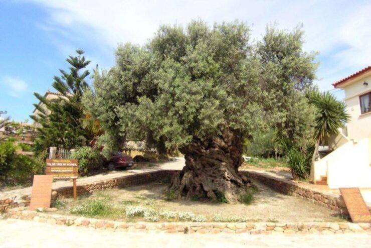 Chania Tasting Tour (Bakery, Olive Oil, Honey & Cheese) - Good To Know