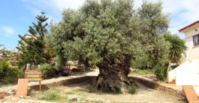 Chania Tasting Tour (Bakery, Olive Oil, Honey & Cheese) - Additional Information