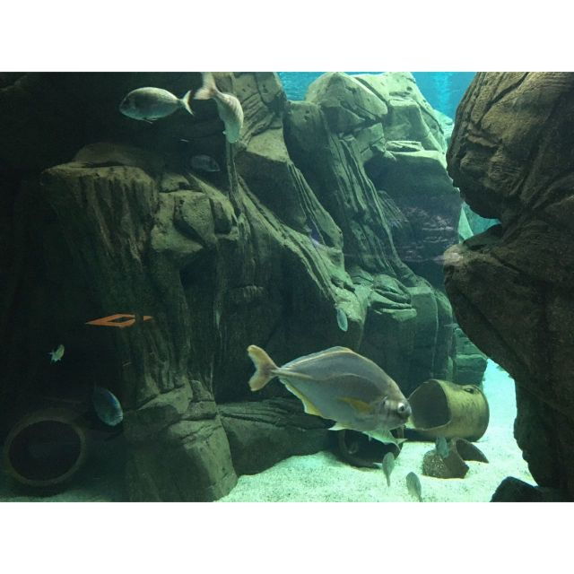 Chania to Creta Aquarium & Heraklion City Private Tour - Duration and Availability
