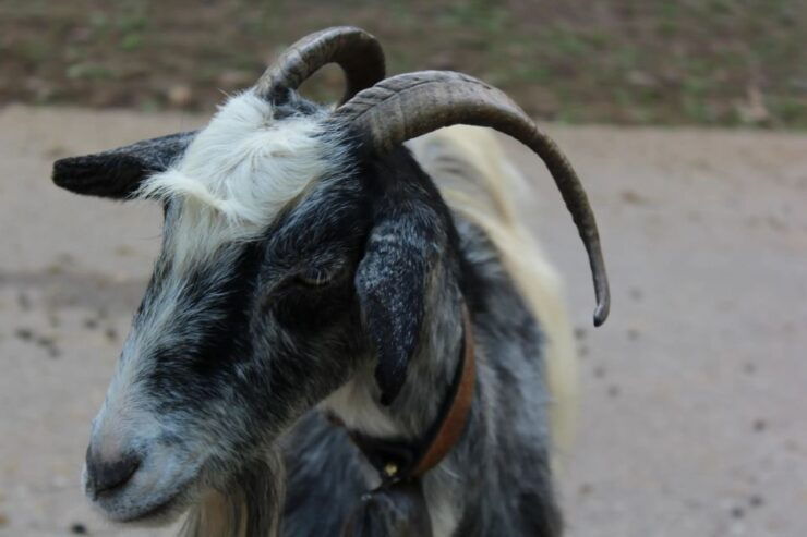 Chania to Imbros Gorge Private Full Day Transfer - Full Description of the Activity