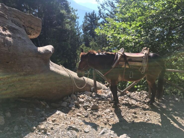 Chania to Irini Gorge & Sougia Village: Private Transfer - Experience