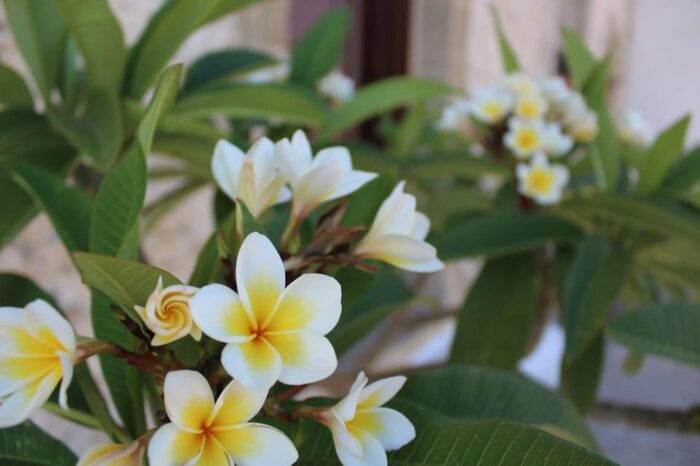 Chania: Traditional Villages & Aptera Site Private Tour - Final Thoughts: Who Will Love This Tour?