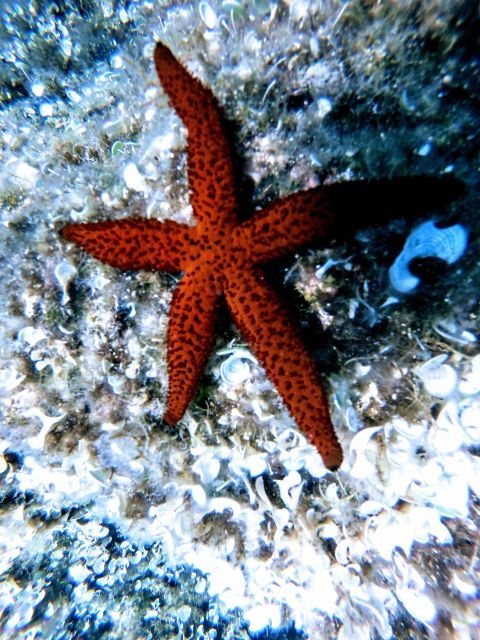 Chania: Try Scuba Diving (One Shore Dive) - Good To Know