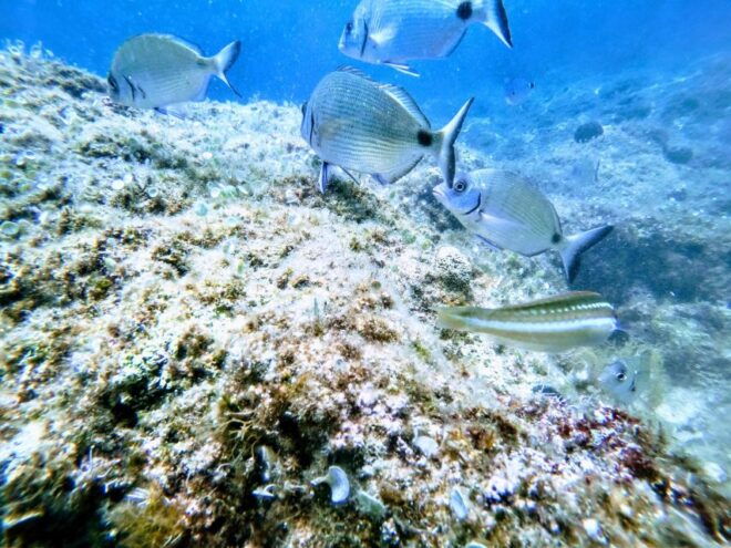 Chania: Try Scuba Diving (One Shore Dive) - Activity Itinerary