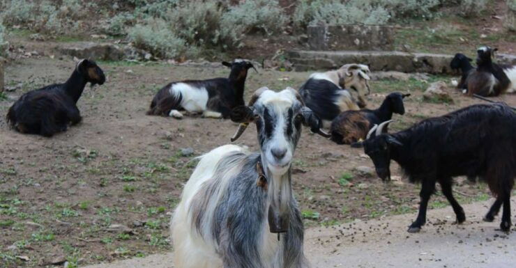 Chania White Mountains Private Tour: From Sea to Summit - Tour Details