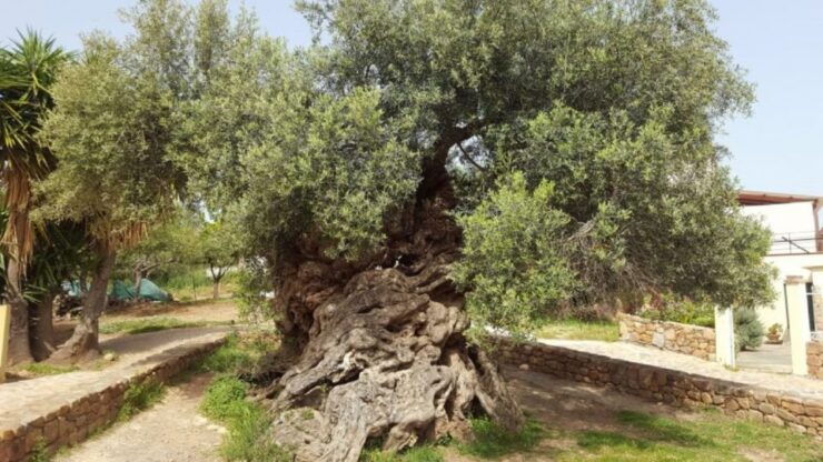 Chania:Olive and Wine 3-hour Trip - Tour Guide and Language