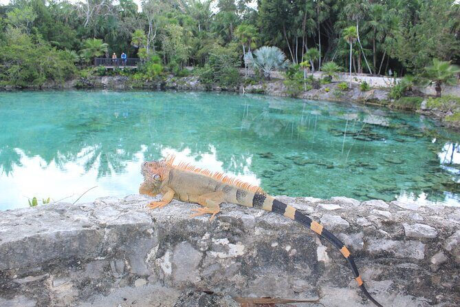 Chankanaab Park Admission +Snorkeling + Lunch included - Authentic Experiences and Hidden Details