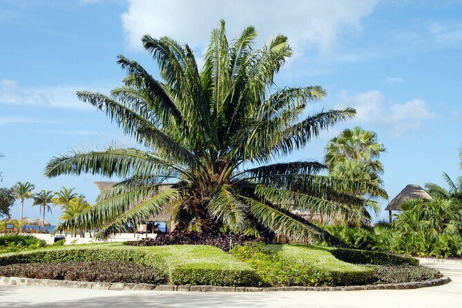 Chankanaab Park and Island Tour by Buggy with Mexican Lunch - Who Will Enjoy This Tour?