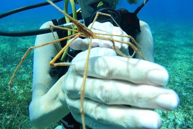 Chankanaab Park Plus Discovery Scuba Dive with Lunch - An In-Depth Look at the Experience