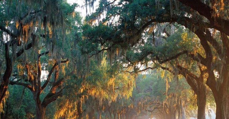 Charleston: Boone Hall & Historic City Tour Combo - Boone Hall Plantation Experience