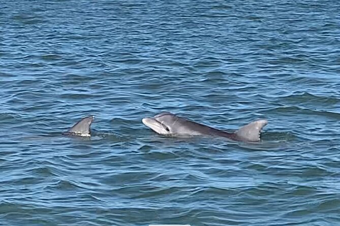 Charleston Dolphin and Eco Boat Tour - Tour Details