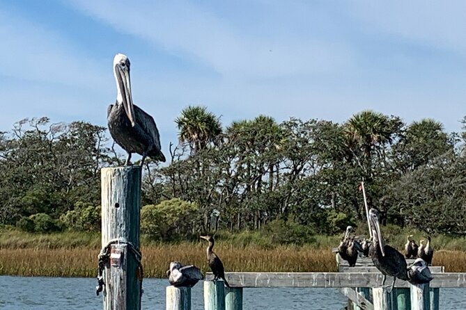 Charleston Dolphin and Eco Boat Tour - Inclusions