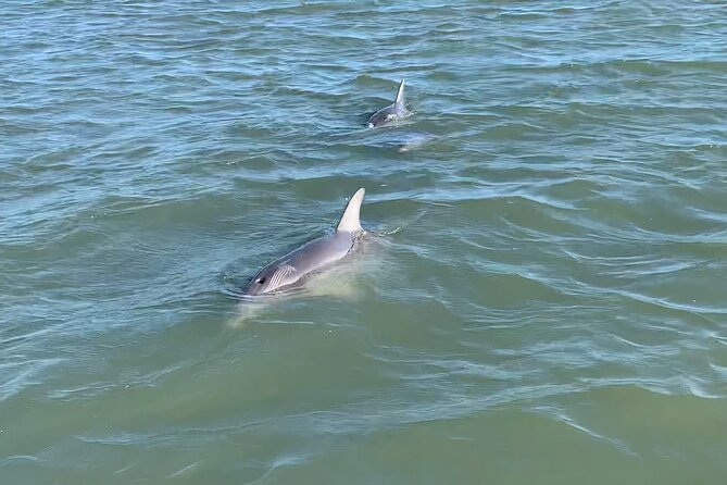 Charleston Dolphin and Eco Boat Tour - Meeting Point
