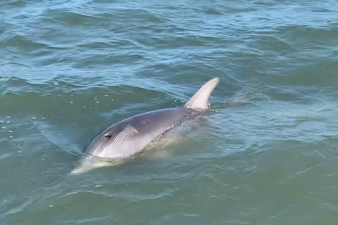 Charleston Dolphin and Eco Boat Tour - Additional Information