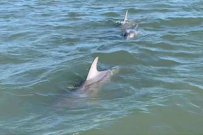 Charleston Dolphin and Eco Boat Tour - Cancellation Policy