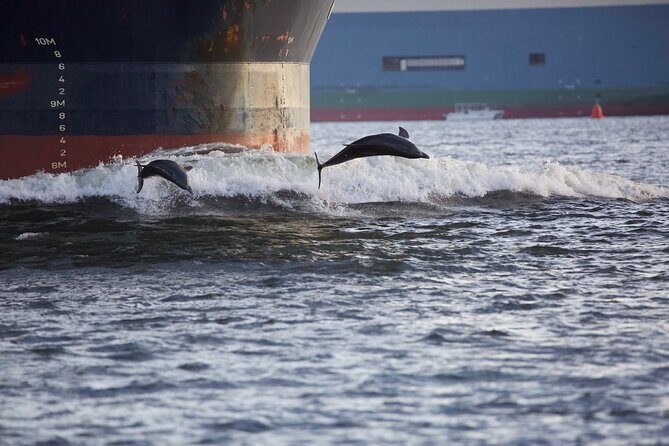 Charleston Dolphin Cruise Scenic Harbor Adventure - Good To Know