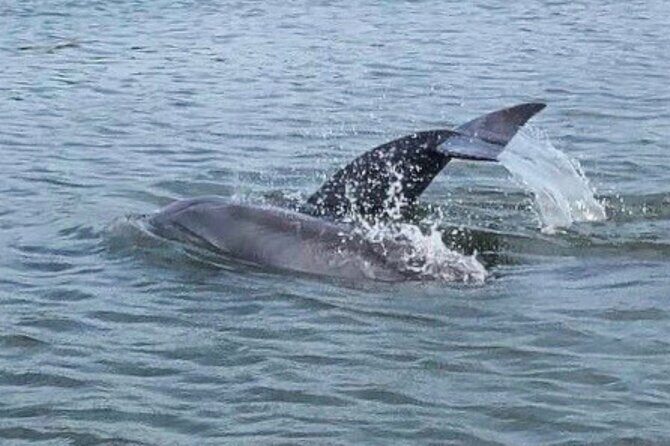 Charleston Dolphin Cruise Scenic Harbor Adventure - Navigating the Charleston Dolphin Cruise Scenic Harbor Adventure