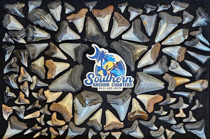 Charleston/Folly Beach Shark Tooth and fossil Island Drop off - Final Thoughts: Is This Tour Right for You?