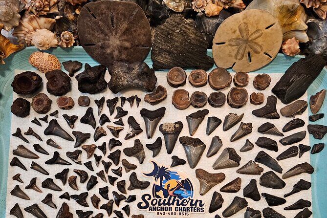 Charleston/Folly Beach Shark Tooth and fossil Island Drop off - FAQ