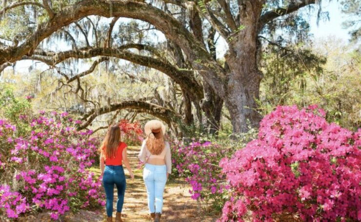 Charleston: Historic City Tour & Magnolia Plantation Combo - Magnolia Plantation Experience