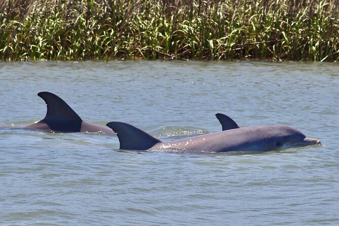 Charleston Marsh Eco Boat Cruise With Stop at Morris Island Lighthouse - Overview and Logistics