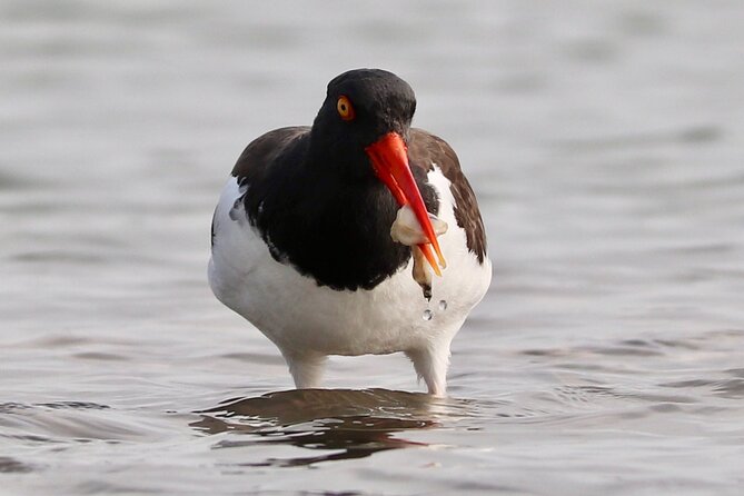 Charleston Marsh Eco Boat Cruise With Stop at Morris Island Lighthouse - Additional Information