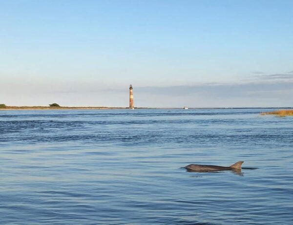 Charleston: Morris Island Dolphin Cruise With Beachcombing - Mobility and Weight Restrictions