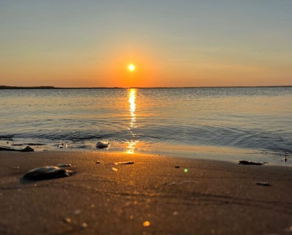 Charleston: Morris Island Dolphin Cruise With Beachcombing - What to Bring and Not Allowed