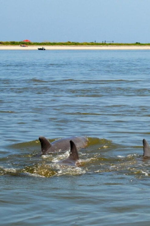 Charleston: Morris Island Lighthouse Eco-Boat Tour - Good To Know