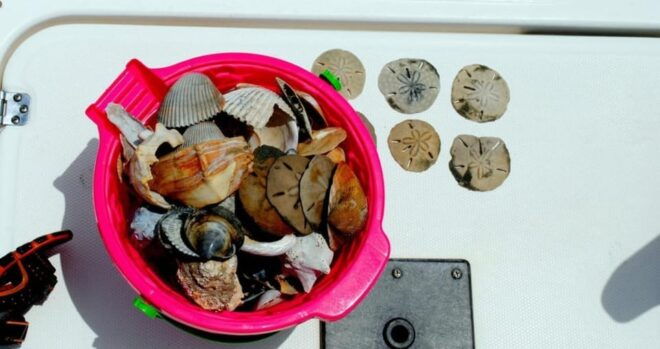 Charleston: Morris Island Lighthouse Eco-Boat Tour - Departure and Exploration