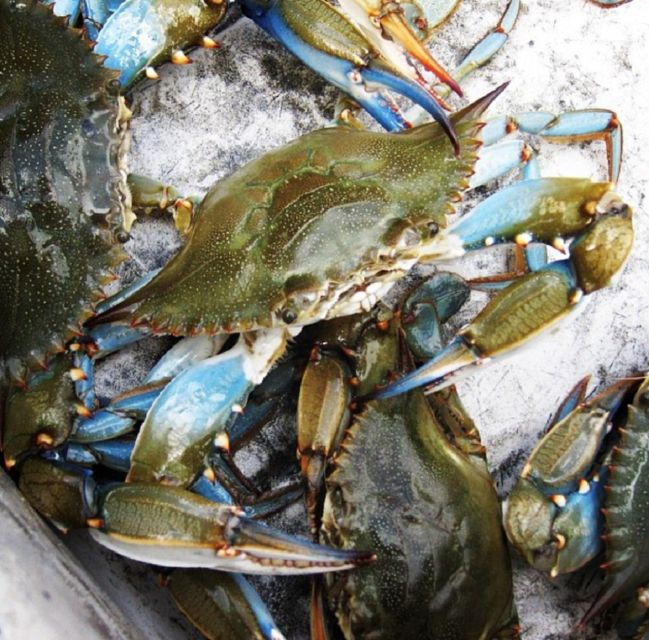 Charleston: Morris Island Nature Boat Tour With Naturalist - Important Reminders
