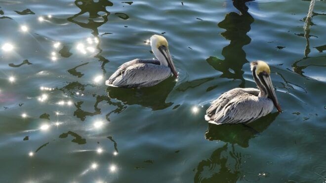 Charleston: Private Sightseeing & Dolphin Watching Boat Tour - Inclusions and Amenities