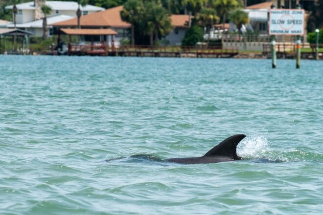 Charleston: Private Sightseeing & Dolphin Watching Boat Tour - Meeting Point and Instructions