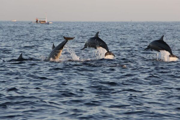 Charleston: Private Sightseeing & Dolphin Watching Boat Tour - Customized Adventure With Captain