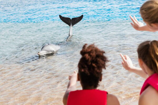 Charleston: Private Sightseeing & Dolphin Watching Boat Tour - Exploring Charlestons Iconic Sites