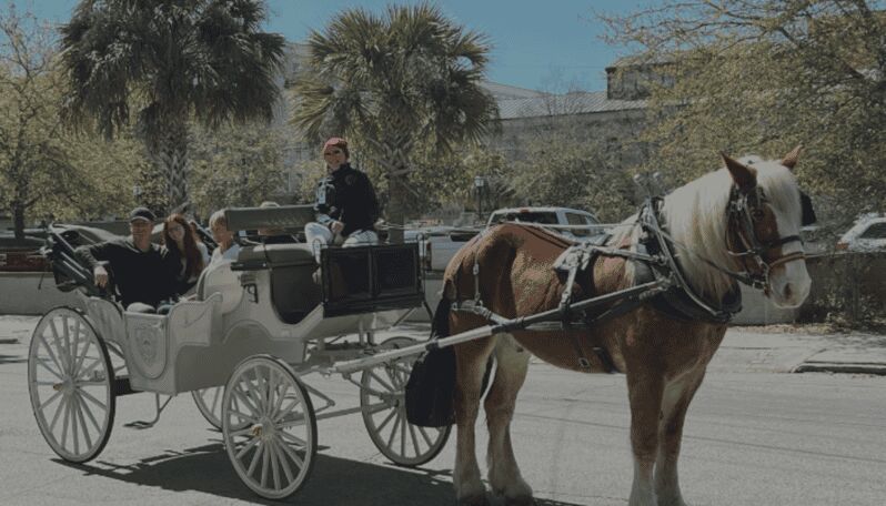 Charleston, SC: Private Evening Horse & Carriage Tour - Good To Know  