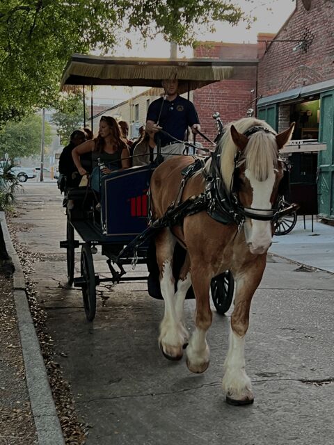 Charleston, SC: Private Evening Horse & Carriage Tour - Who Would Love This Tour?