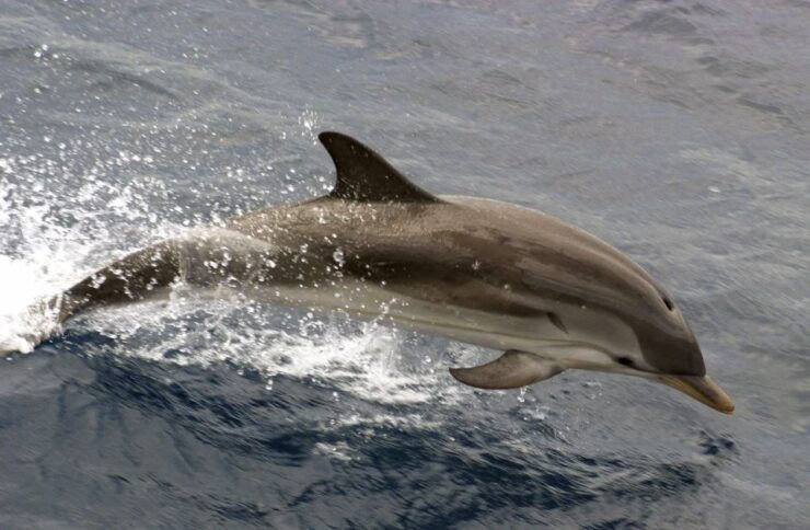Charleston: Sightseeing Harbor Tour & Dolphin Watch - Tour Details