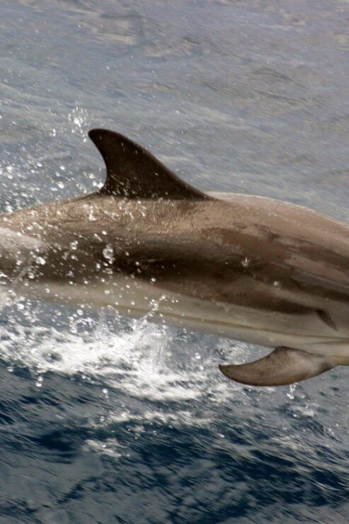Charleston: Sightseeing Harbor Tour & Dolphin Watch - Experience Highlights
