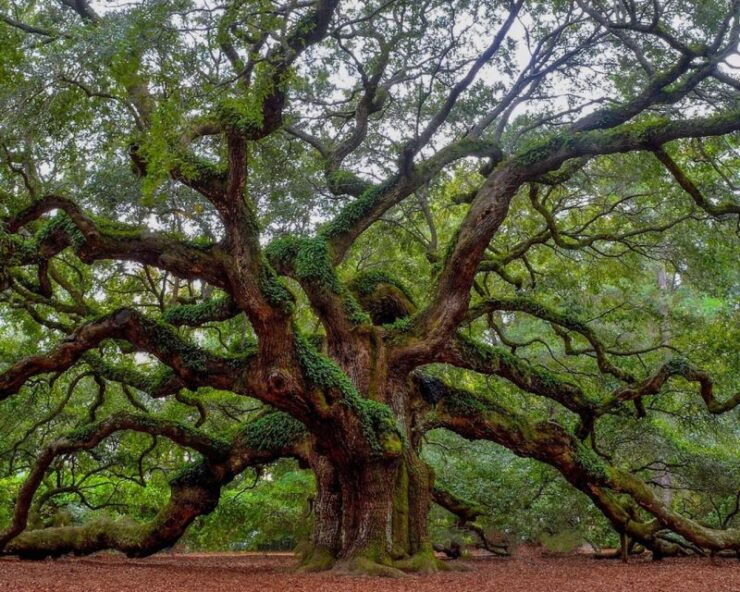 Charleston Style VIP Tour - Cancellation Policy