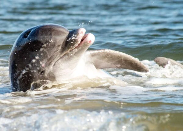Charleston: Sunset Harbor Cruise for Dolphin Watching - Frequently Asked Questions