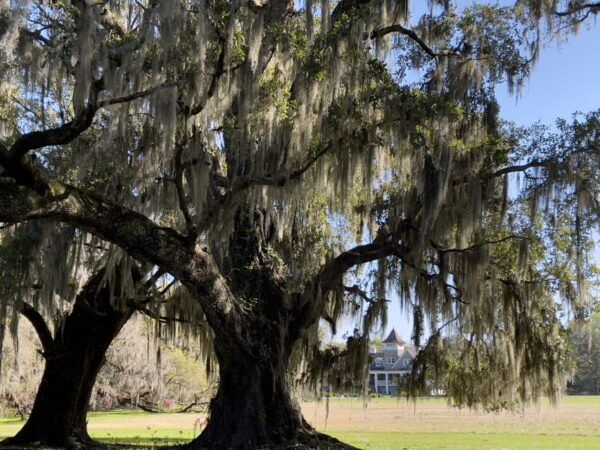 Charleston: The Complete Lowcountry Tour. Get Out of Town! - Water Taxi Ride Across Charleston Harbor