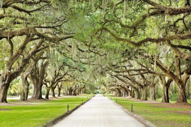 Charleston: Tour Pass With 40 Attractions - Additional Activities and Attractions