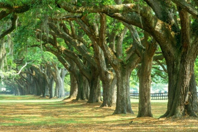 Charleston: Tour Pass With 40 Attractions - Important Information